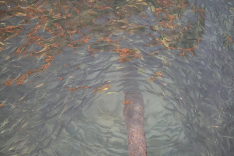 A school of small fish in the shallow water by the villas
