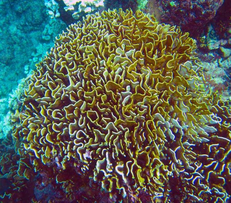 Coral beneath the surface in the Banyak Islands